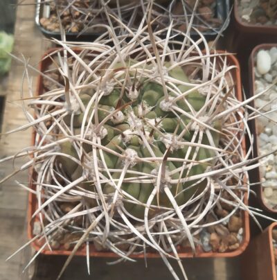 Gymnocalycium polycephalum P 223