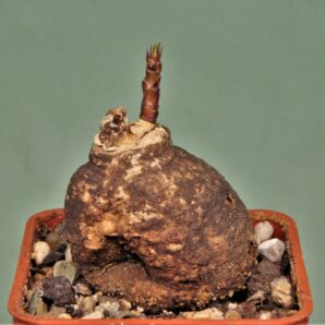 monadenium-peduculatum-ludewa-tanzania-1
