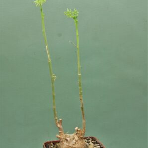 moringa-borziana-kenya-1.