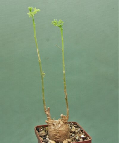moringa-borziana-kenya-1.