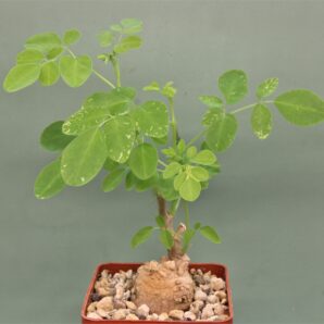moringa-borziana-kenya2