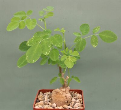 moringa-borziana-kenya2