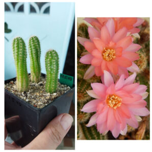 Chamaecereus hybrid Pan17.5.40