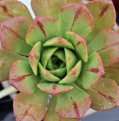 Aeonium burchardii - Зображення 2