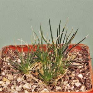 ornithogalum-sardienii-mini-form