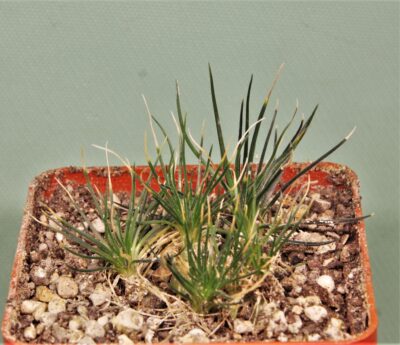 ornithogalum-sardienii-mini-form