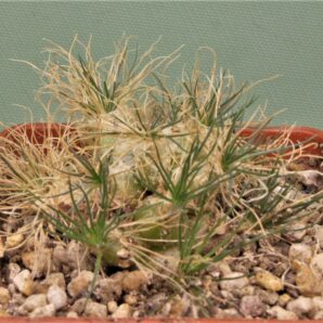 ornithogalum-sardienii-mini-form