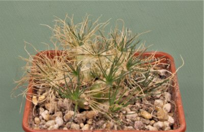 ornithogalum-sardienii-mini-form