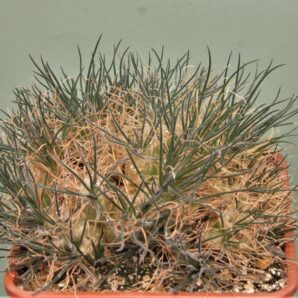 ornithogalum-sardienii.
