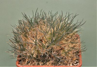 ornithogalum-sardienii.