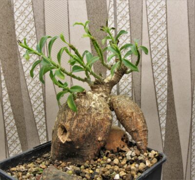 pachypodium-bispinosum - Зображення 2