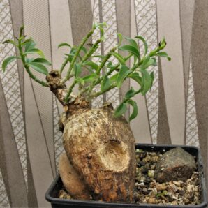 pachypodium-bispinosum