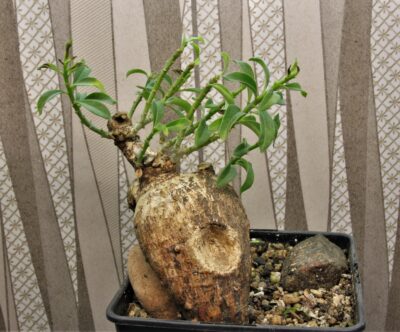 pachypodium-bispinosum
