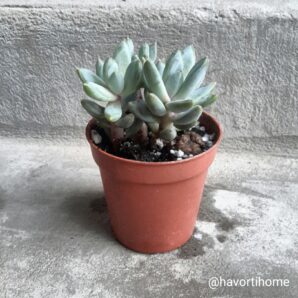 Pachyveria glauca