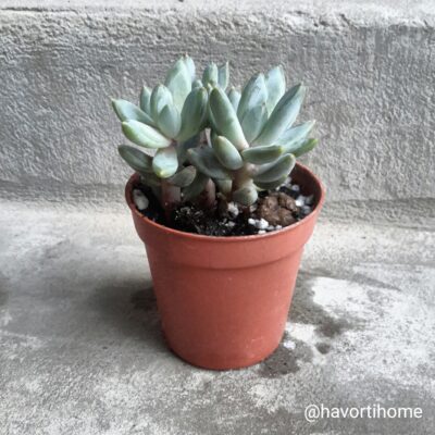 Pachyveria glauca