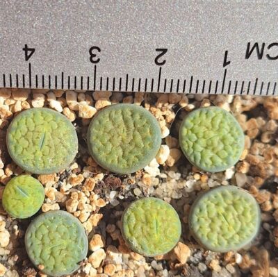 Lithops hookeri v. dabneri ‘Annarosa’ - Зображення 2