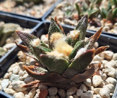 ariocarpus bravoanus - Зображення 2