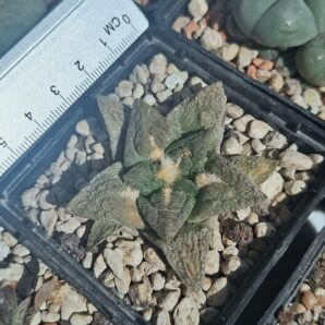 Ariocarpus fissuratus