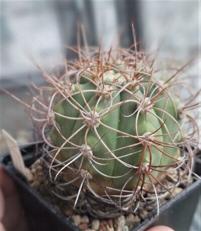 Gymnocalycium acorrugatum HV 289 - Зображення 2