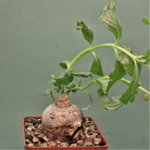 pterodiscus-angustifolius.-mbeya-prov.-tanzania-1
