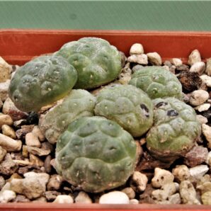 puna-bonniae-inermis-1.