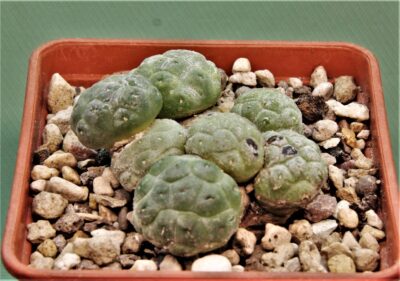 puna-bonniae-inermis-1.