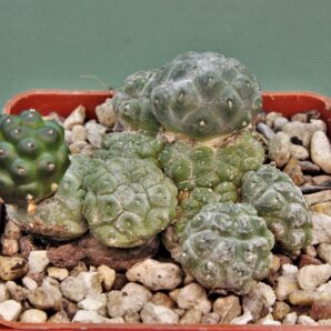 puna-bonniae-inermis-2.