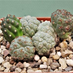 puna-bonnieae-10
