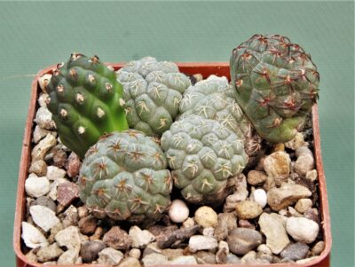 puna-bonnieae-10