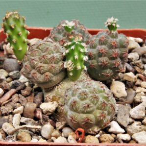 puna-bonnieae-13.