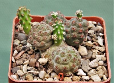 puna-bonnieae-13.