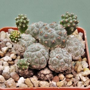 puna-bonnieae-2