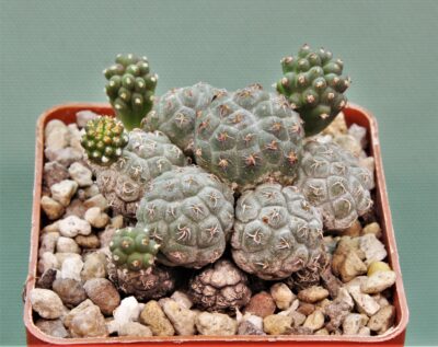 puna-bonnieae-2