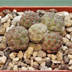 puna-bonnieae-5