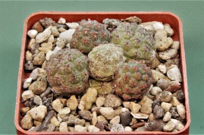 puna-bonnieae-5