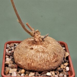 raphionacme-globosa-saimon-flower-nontwinning-5