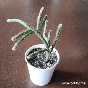 Rhipsalis baccifera horrida