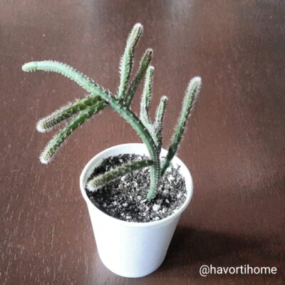 Rhipsalis baccifera horrida