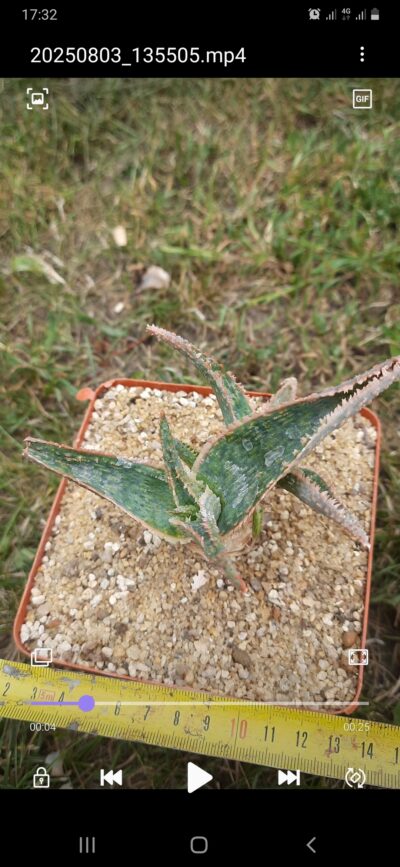 Aloe hybrid - Зображення 3