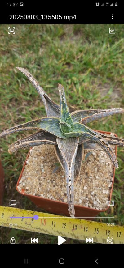 Aloe hybrid - Зображення 4