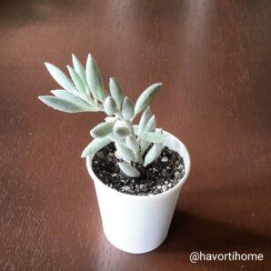 Senecio haworthii