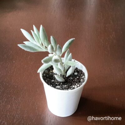 Senecio haworthii