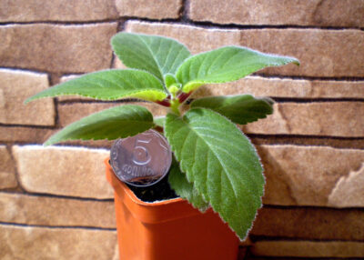 Sinningia douglasii
