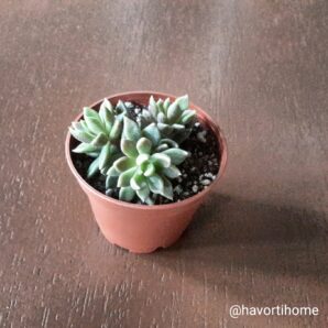 Sinocrassula densirosulata