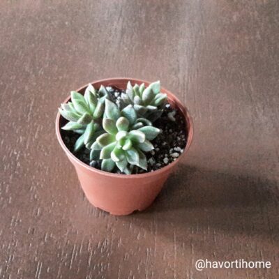 Sinocrassula densirosulata