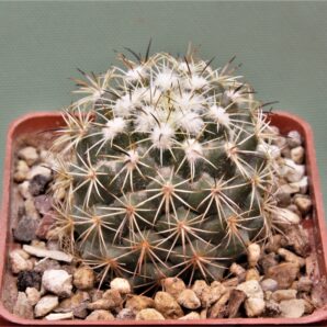 Сoryphantha-calipensis-2