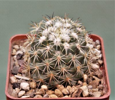 Сoryphantha-calipensis-2