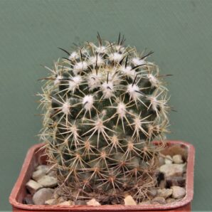 Сoryphantha-calipensis-3