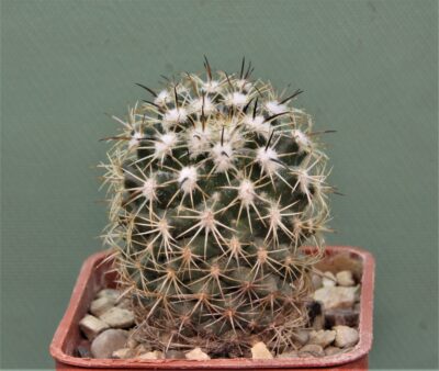 Сoryphantha-calipensis-3