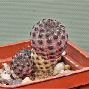 sulcorebutia-rauchii-1